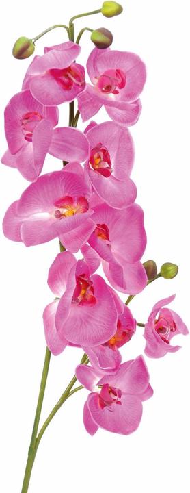 Produktbild Europalms Orchideenzweig (100 cm)