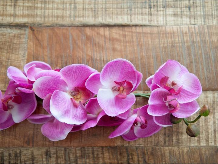 Produktbild Europalms Orchideenzweig (100 cm)