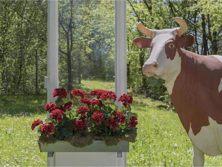 Actual product image Europalms geranium (42 cm)