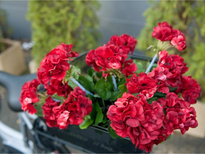 Actual product image Europalms geranium (42 cm)