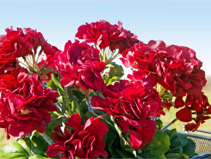 Actual product image Europalms geranium (42 cm)