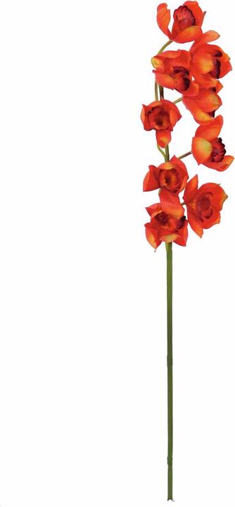 Produktbild Europalms Cymbidiumzweig (90 cm)