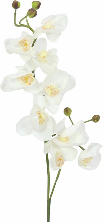 Produktbild Europalms Orchideenzweig (100 cm)