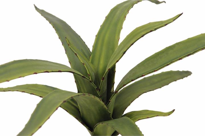 Produktbild Europalms Aloe (66 cm)