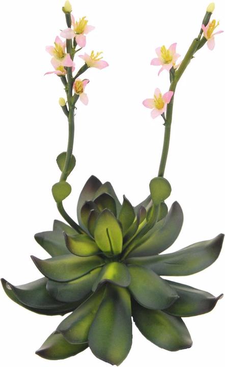 Produktbild Europalms Steinrose (32 cm)