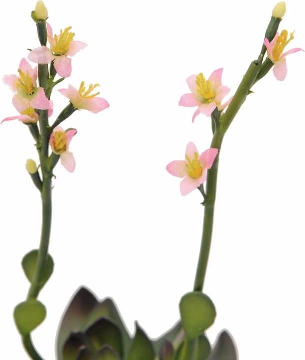 Produktbild Europalms Steinrose (32 cm)