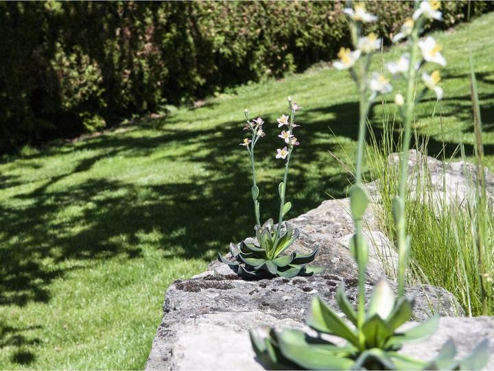 Produktbild Europalms Steinrose (32 cm)