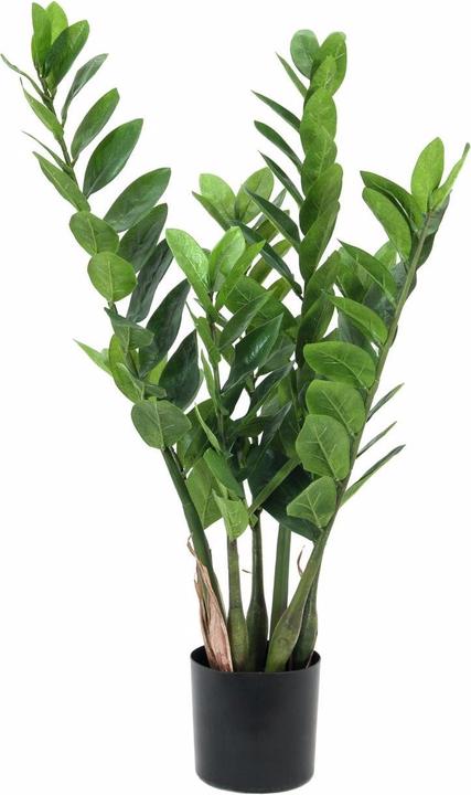 Actual product image Europalms Zamifolia (70 cm)