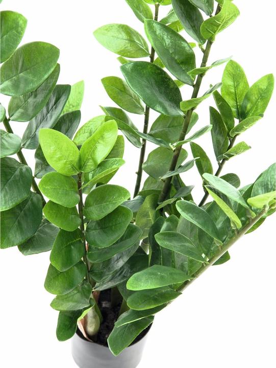Actual product image Europalms Zamifolia (70 cm)