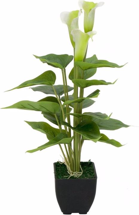 Europalms Calla mini (43 cm)