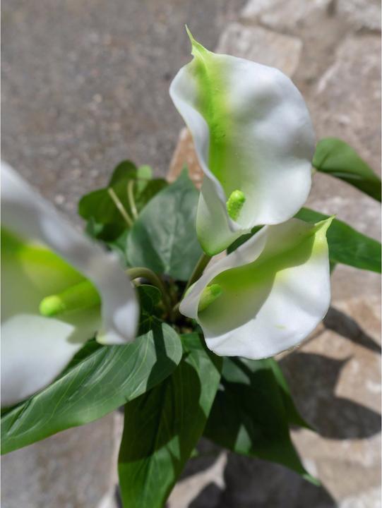 Image du produit Europalms Calla mini (43 cm)