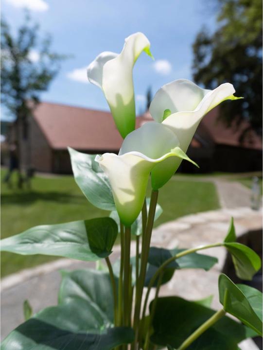 Image du produit Europalms Calla mini (43 cm)