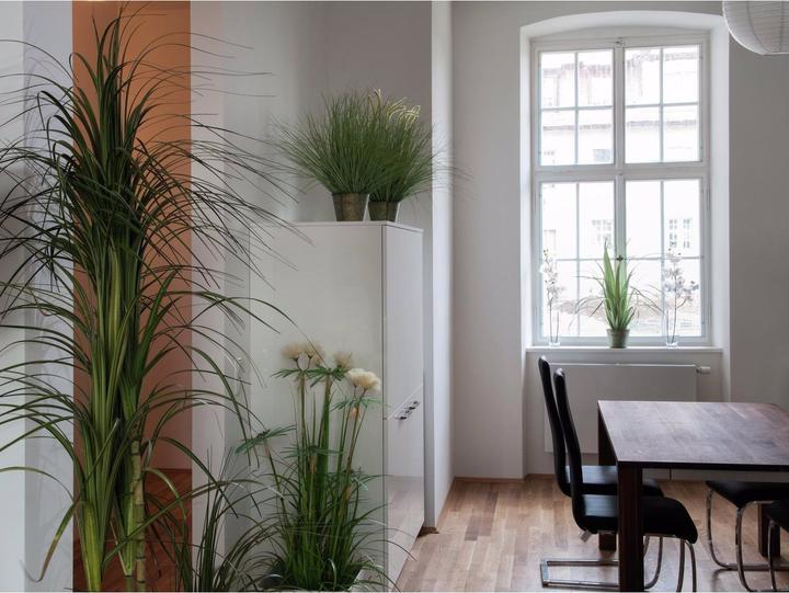 Actual product image Europalms Ornamental grass (70 cm)