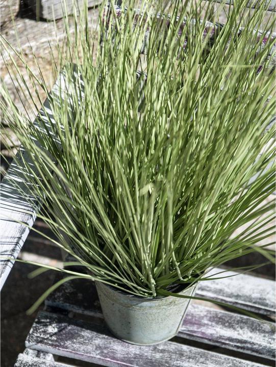 Actual product image Europalms Ornamental grass (65 cm)