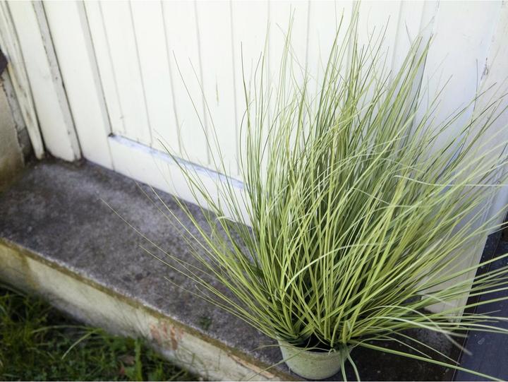 Actual product image Europalms Ornamental grass (65 cm)