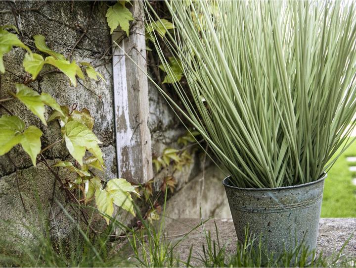 Actual product image Europalms Ornamental grass (65 cm)