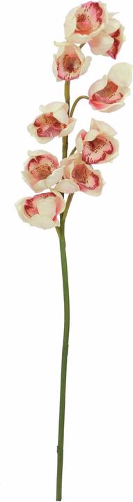 Creme-Pink