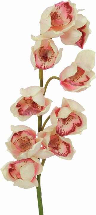 Produktbild Europalms Cymbidiumzweig (90 cm)