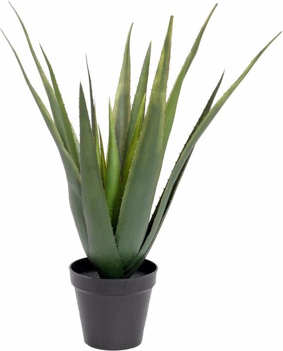 Europalms Aloe Vera (60 cm)