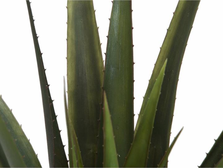 Immagine prodotto Europalms Aloe Vera (60 cm)