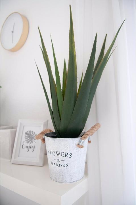 Immagine prodotto Europalms Aloe Vera (60 cm)