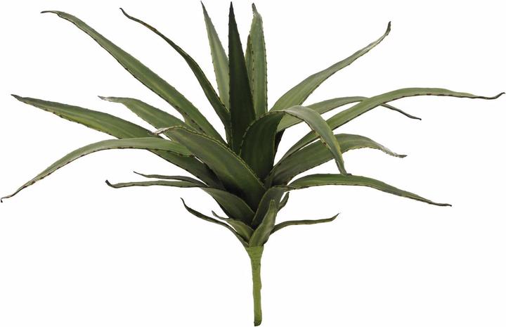 Actual product image Europalms Aloe (50 cm)