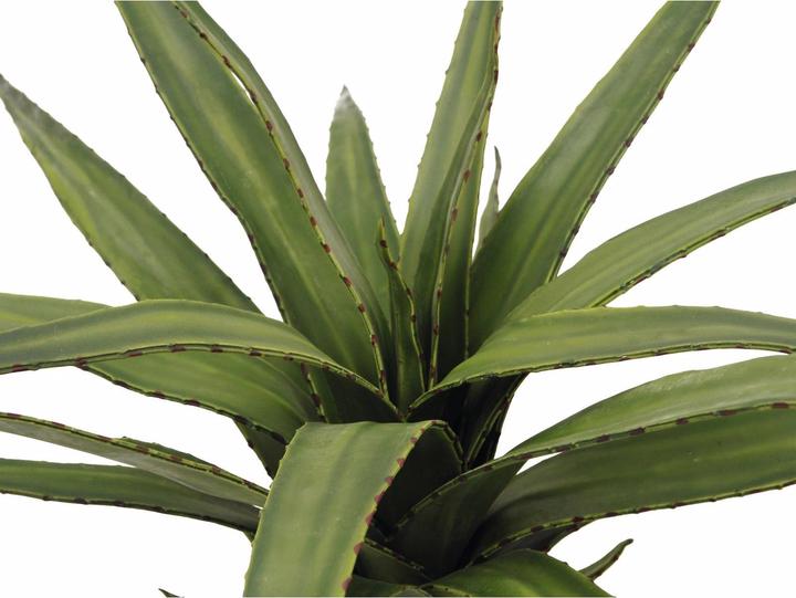 Actual product image Europalms Aloe (50 cm)