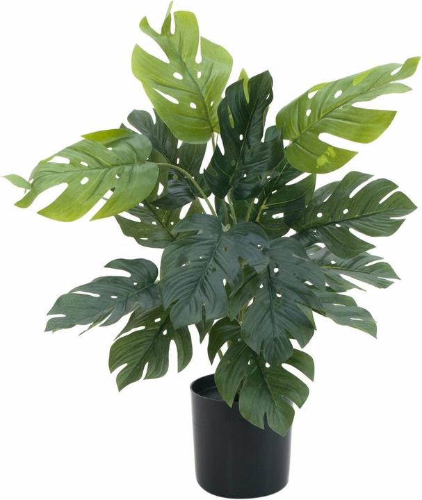 Actual product image Europalms Splitphilodendron (38 cm)