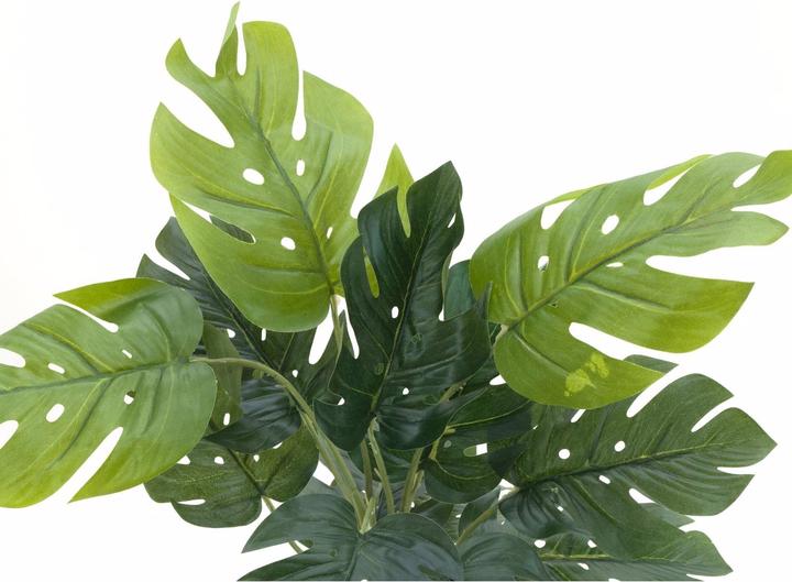 Actual product image Europalms Splitphilodendron (38 cm)