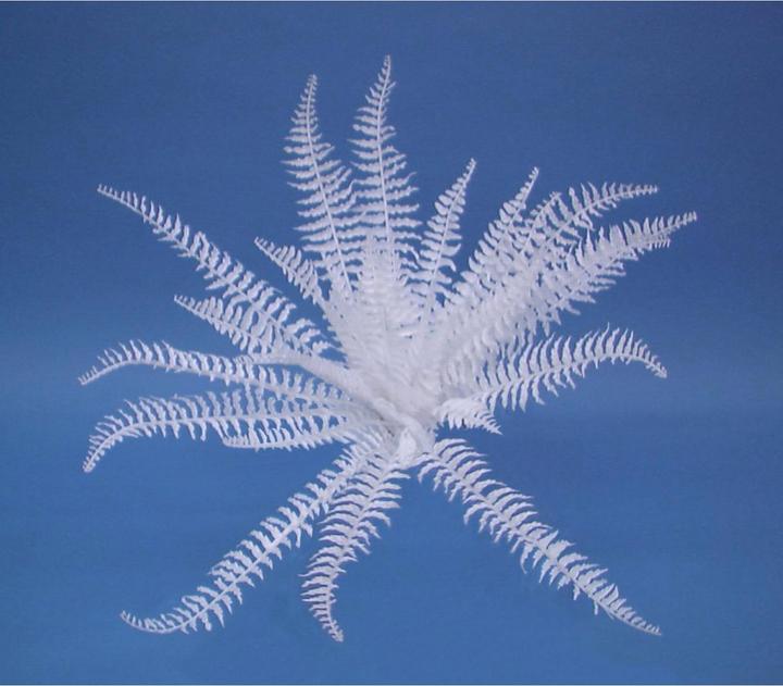 Produktbild Europalms Dekofarn zum Selbstfärben (60 cm)