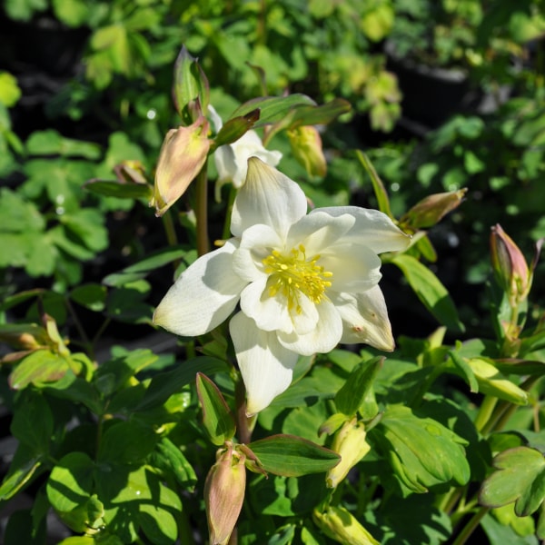 Produktbild Säntispracht 2 er Set, Gemeine Akelei, die alljährliche Frühlingsfreude  - Aquilegia vulgaris White (50 cm)