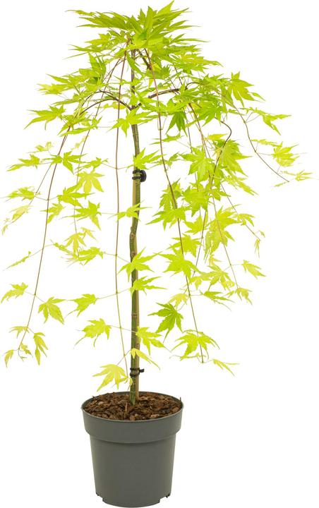 Immagine prodotto Plant in a Box Acer palmatum 'Cascade Gold' - Acero giapponese (80 cm)