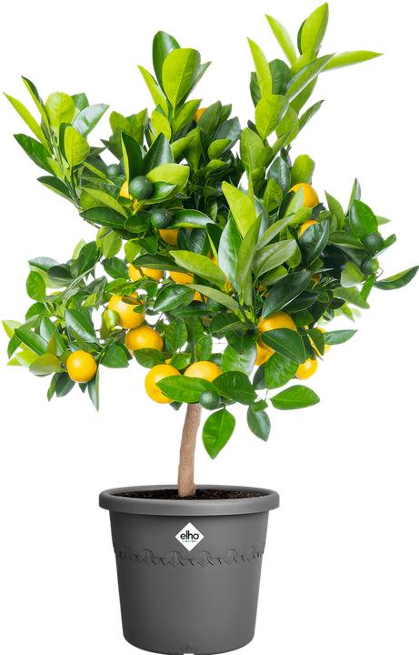 Produktbild Elho Algarve Cilindro (35 x 29 cm)