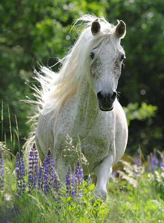 Immagine prodotto Ravensburger Cavalla bianca (100 pezzi)