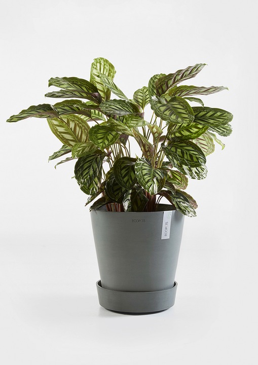 Actual product image Ecopots Saucer on Wheels