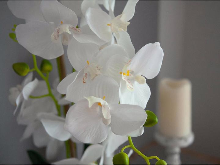 Image du produit Europalms Orchidée (80 cm)