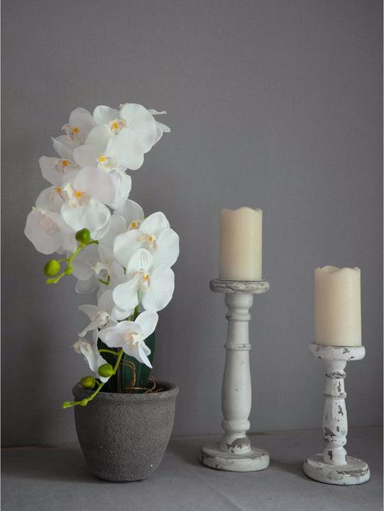 Image du produit Europalms Orchidée (80 cm)