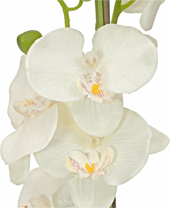 Image du produit Europalms Orchidée (80 cm)