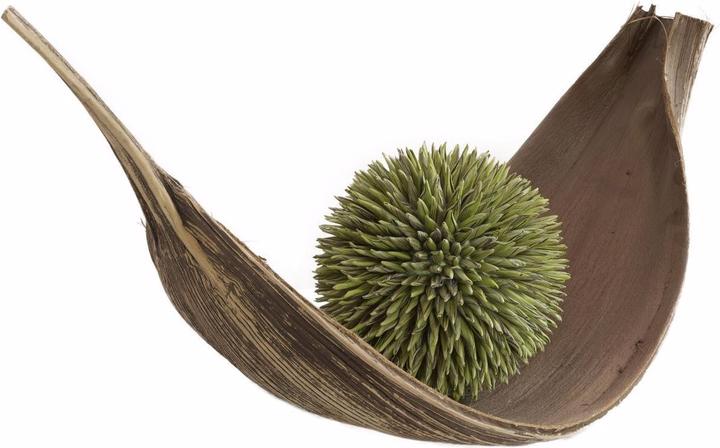 Immagine prodotto Europalms Palla di succulente (20 cm)