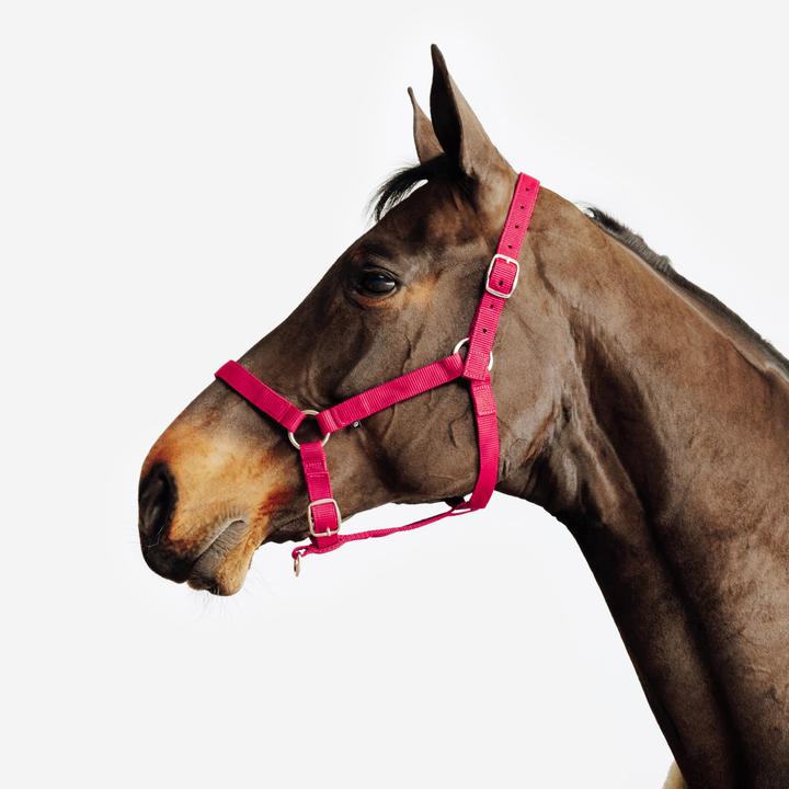 Fouganza Halfter Schooling rot