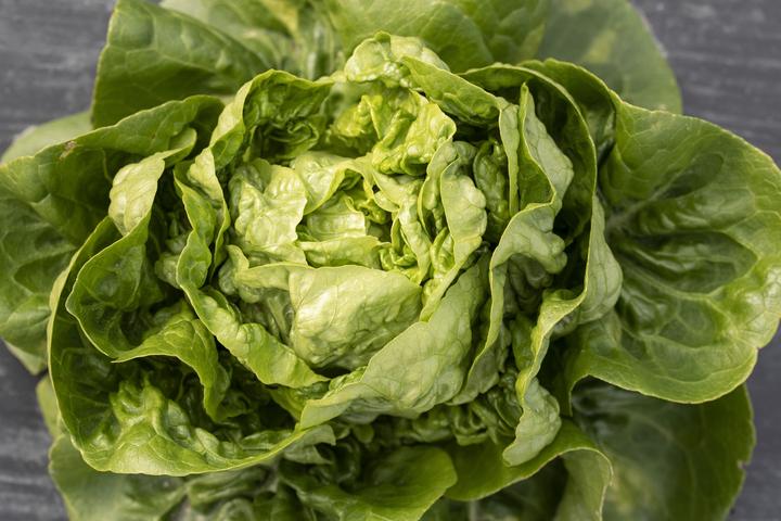 Image du produit Zollinger Bio Laitue pommée, Cocodelo (petite tête) (Germes)