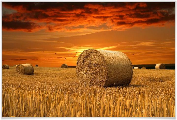 Trenddeko Bottes de paille