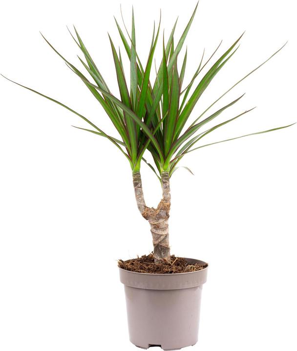 Produktbild Flowerbox Drachenbaum - Dracaena Marginata (35 cm)