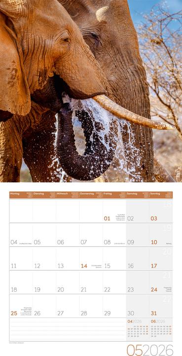 Image du produit Elefanten Kalender 2026 - 30x30 (30 x 30 cm, Couverture rigide, Français, Anglais, Allemand)