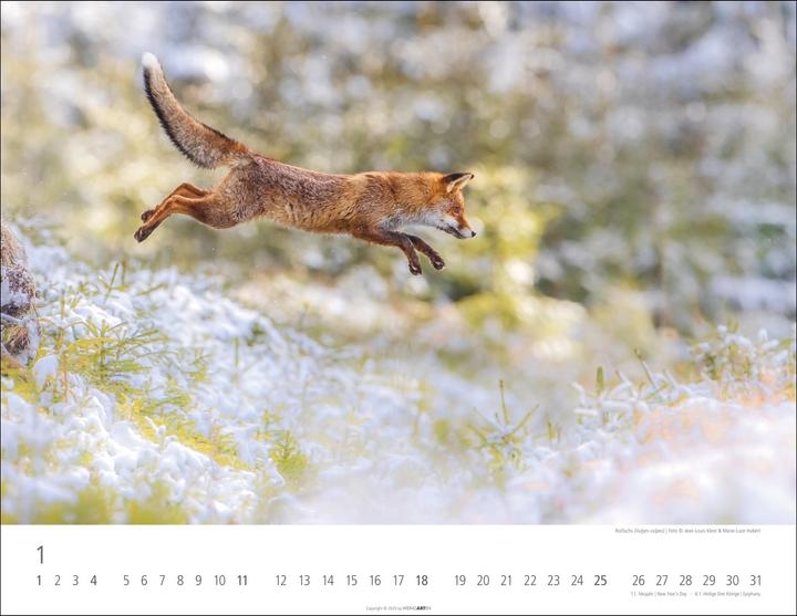 Actual product image Heimische Wildtiere Kalender 2026 (44 x 34 cm)