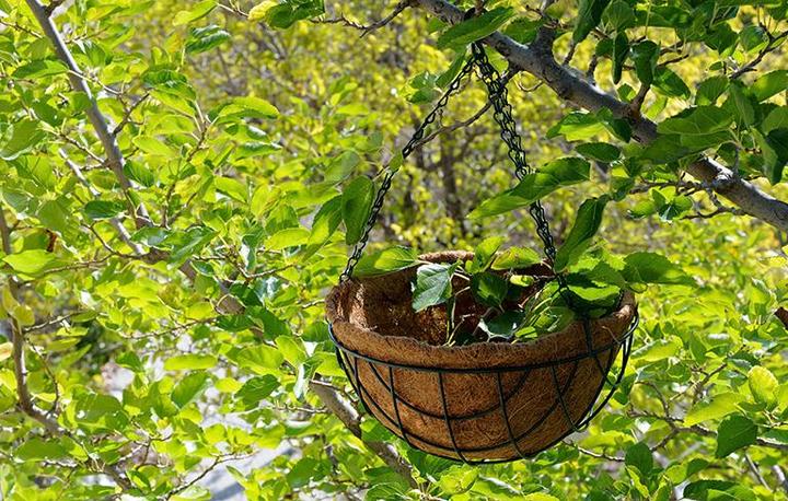 Actual product image Herstera Hanging basket