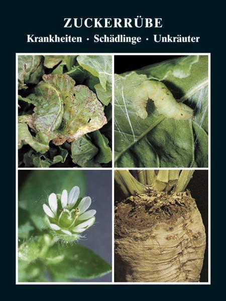 Produktbild AgroConcept Zuckerrübe Krankheiten - Schädlinge - Unkräuter (Deutsch, Bernd Holtschulte, Fritz Brendler, Walter Rieckmann, 2008)