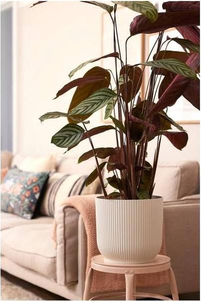 Image du produit Elho Vibes Fold (34.80 cm)