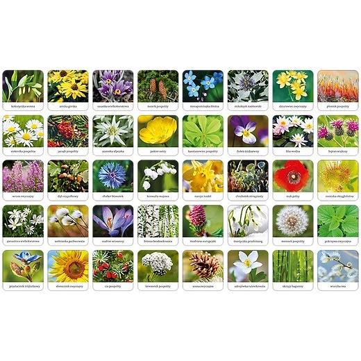 Thumbnail - Adamigo Flora polnisches Memory-Spiel