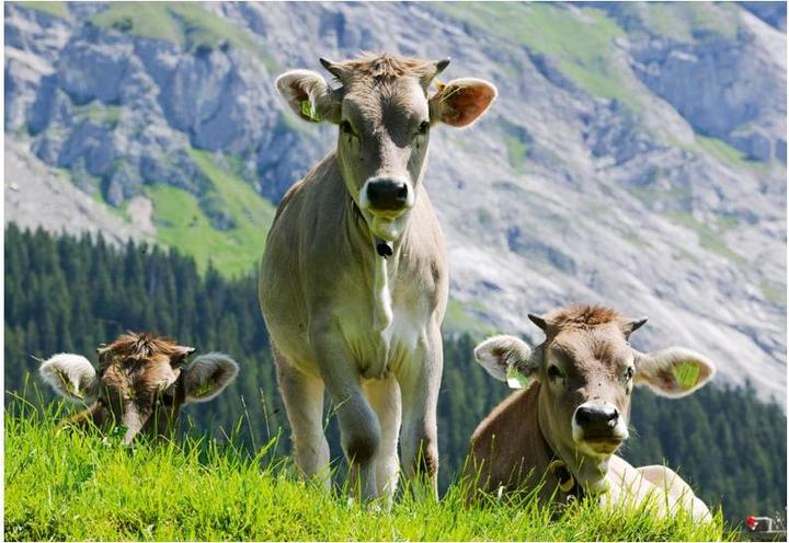 Immagine prodotto Ravensburger Mini mucche 99 (99 pezzi)